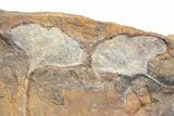 Plate Of Fossil Ginkgo Leaves From North Dakota - Paleocene #221214-2